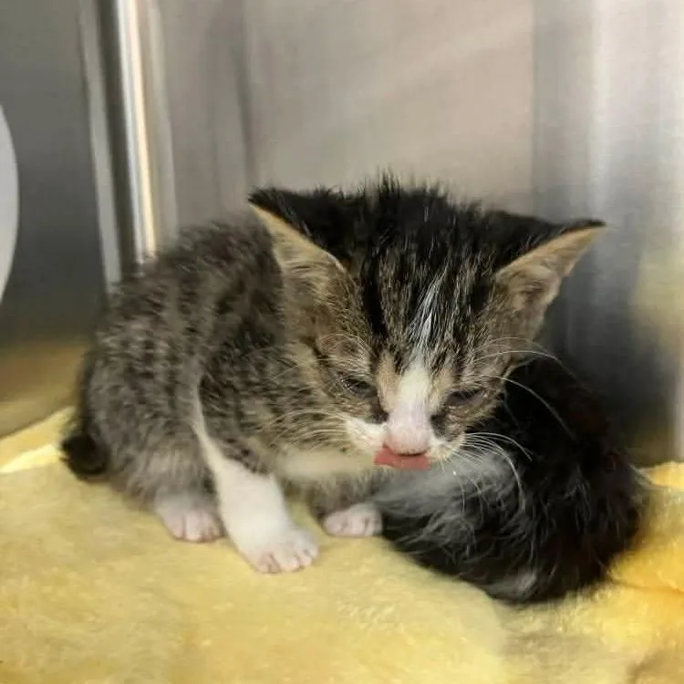 A baby small-sized female Black Domestic Short Hair cat named Aolani for adoption in Harrisonburg, VA