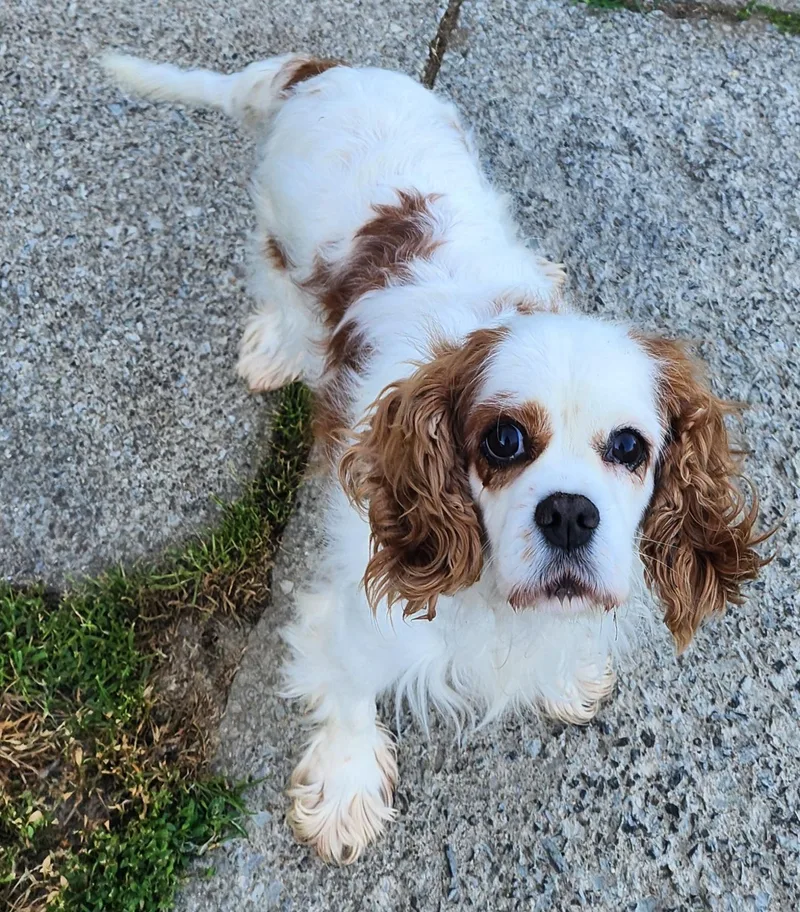 An adult small-sized female Red / Chestnut / Orange Cavalier King Charles Spaniel dog named Isabella for adoption in Smithfield, PA