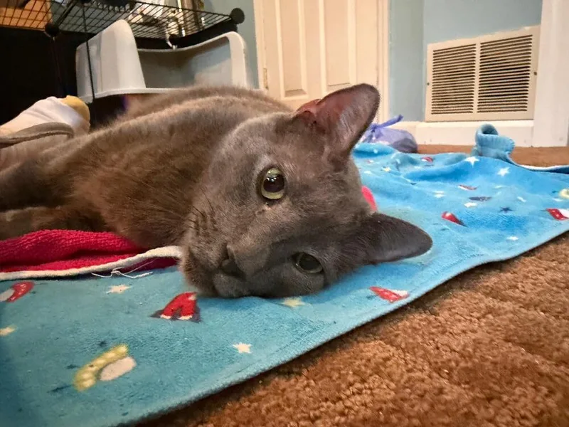 A senior large-sized male Gray / Blue / Silver Domestic Short Hair cat named Bagel for adoption in Pittstown, NJ