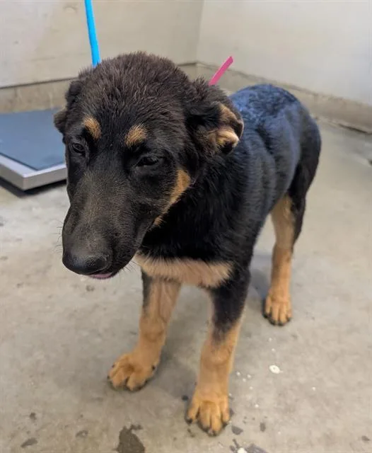 A baby large-sized male German Shepherd Dog dog named Hawthorn for adoption in Camarillo, CA