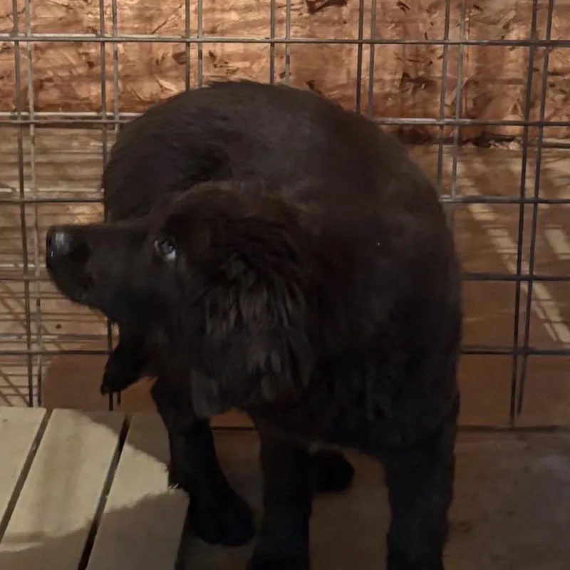 A baby medium-sized male Black Golden Retriever dog named Reno for adoption in Normal, IL