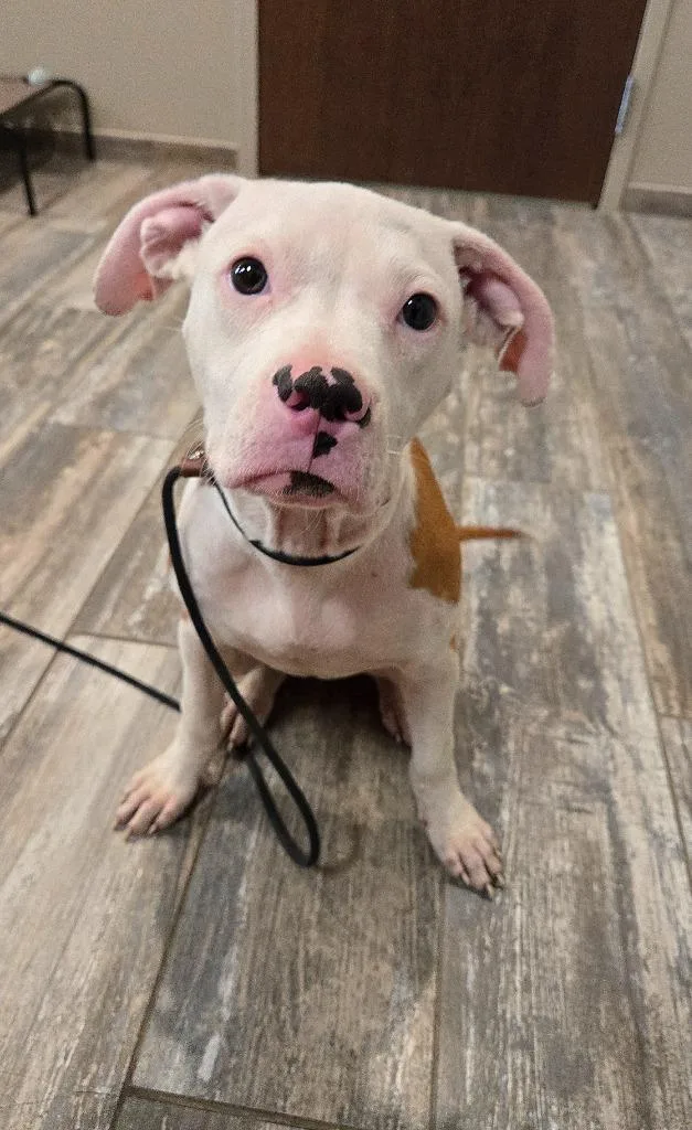 A baby large-sized female Pit Bull Terrier dog named Jessara Yrly for adoption in Sidney, OH