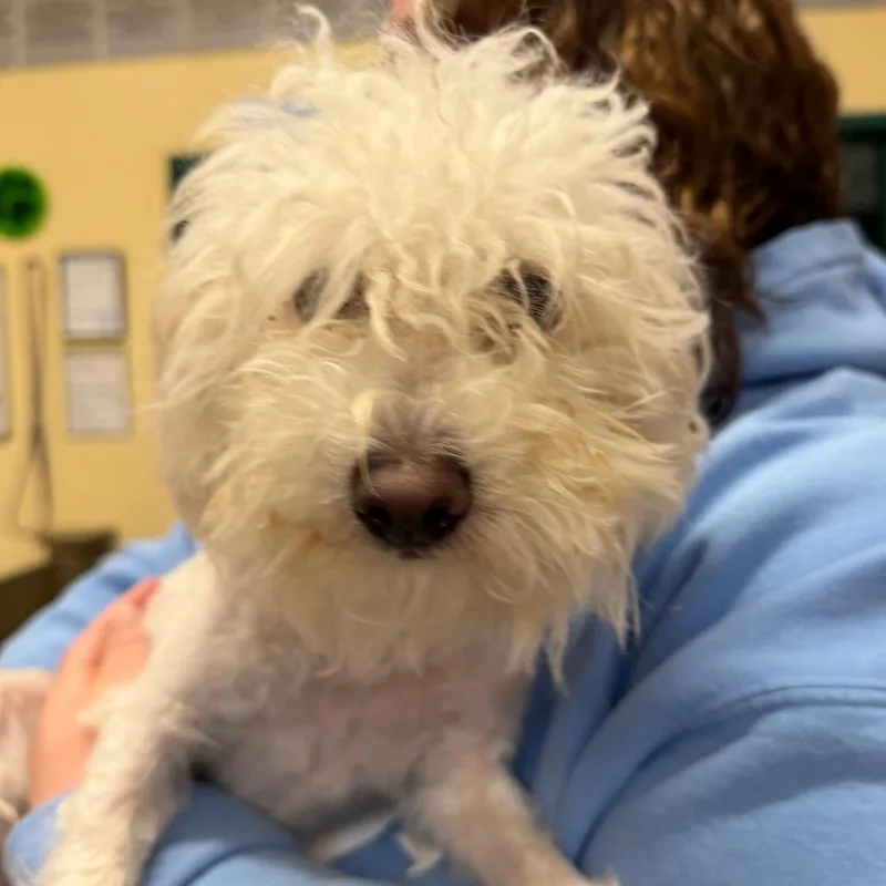 An adult small-sized female White / Cream Mixed Breed dog named Lida for adoption in Waukesha, WI
