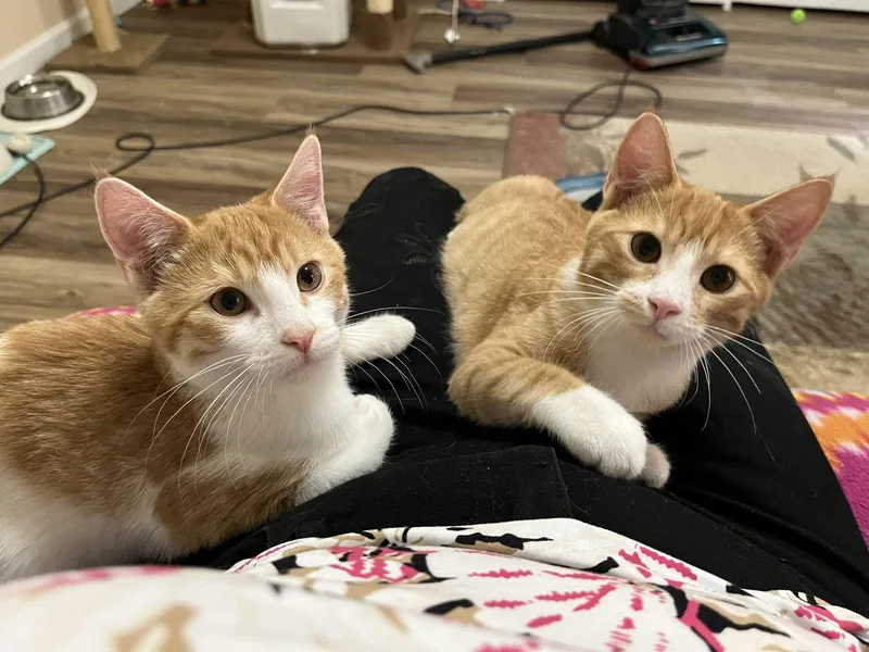 Liam And Louis thumbnail 3