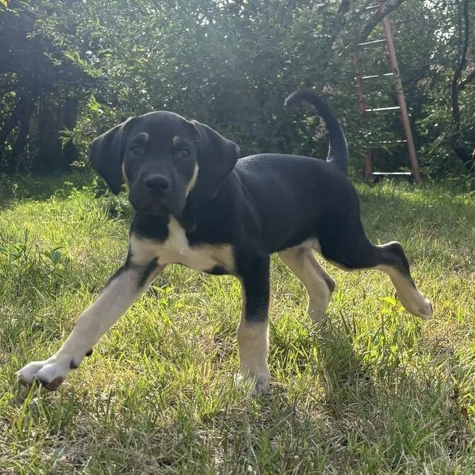 A baby small-sized male Great Dane dog named Rocky for adoption in Driggs, ID