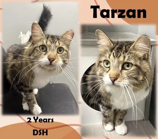 An adult medium-sized male Tabby (Brown / Chocolate) Domestic Short Hair cat named Tarzan for adoption in Franklin, IN