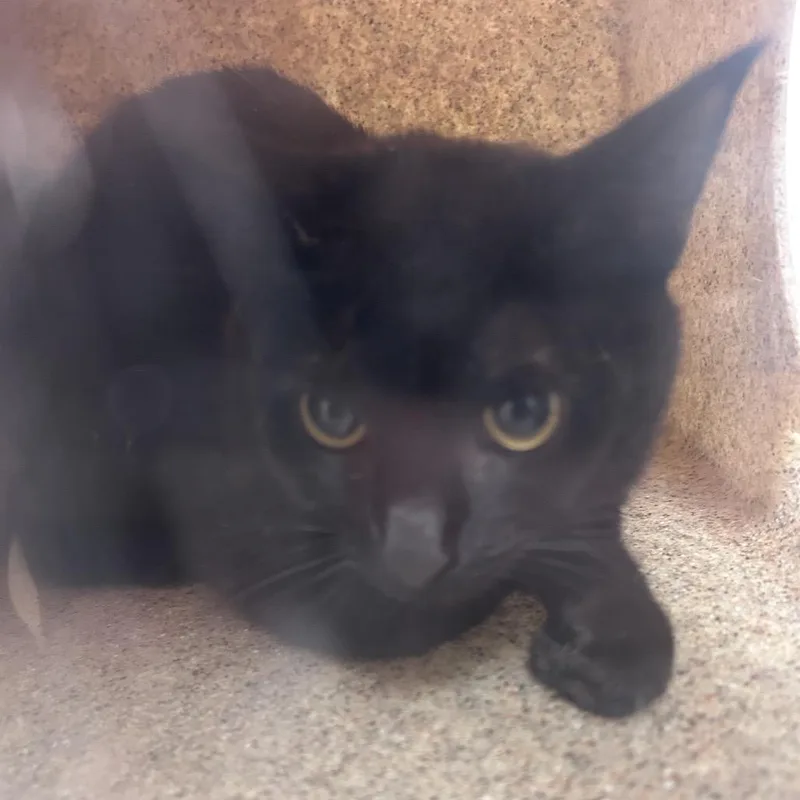 An adult medium-sized female Black Domestic Short Hair cat named Mills for adoption in Philadelphia, PA