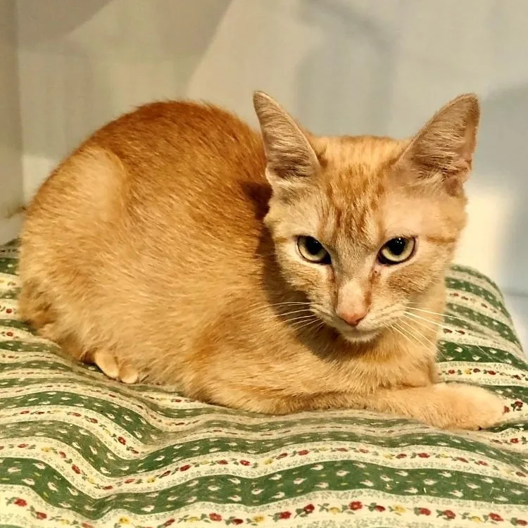 A young large-sized female Tabby (Orange / Red) Domestic Short Hair cat named Kirstie for adoption in Lodi, CA