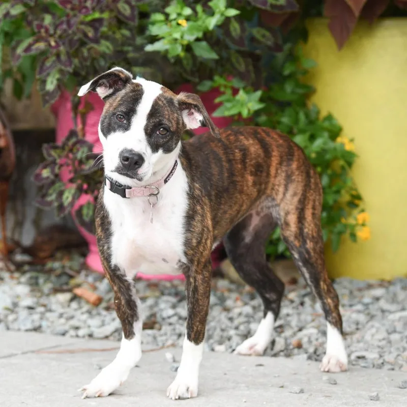 An adult medium-sized female Brindle Terrier dog named Quinn for adoption in Wake Forest, NC