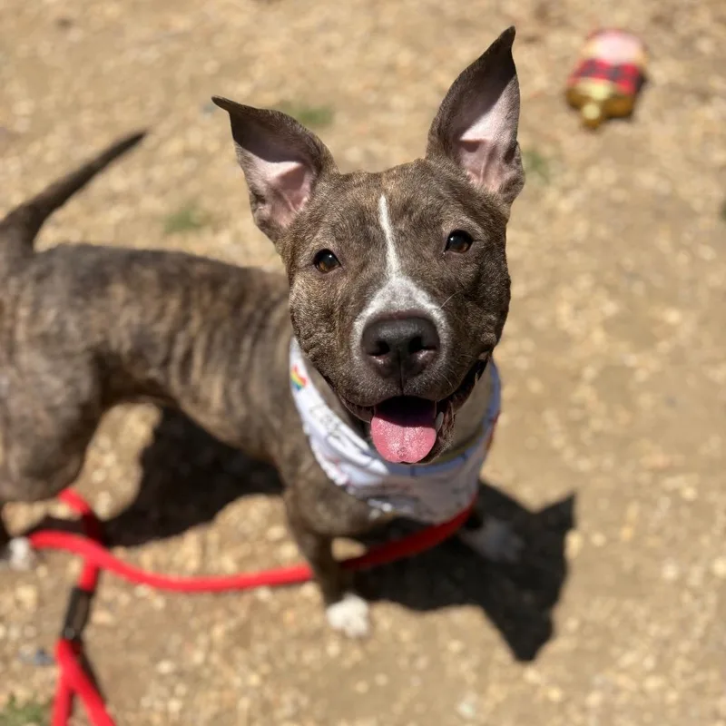 An adult medium-sized female Brindle Pit Bull Terrier dog named Pork Pie for adoption in Philadelphia, PA