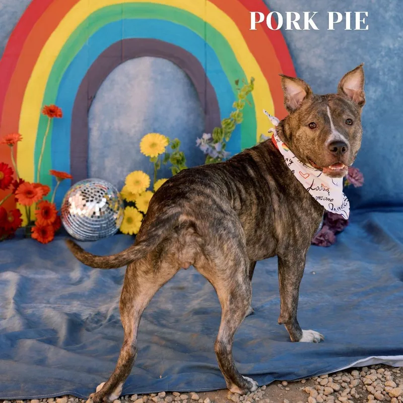 Pork Pie thumbnail 2