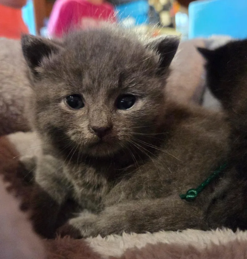 A baby small-sized female Domestic Short Hair cat named Wilma for adoption in Rutherfordton, NC
