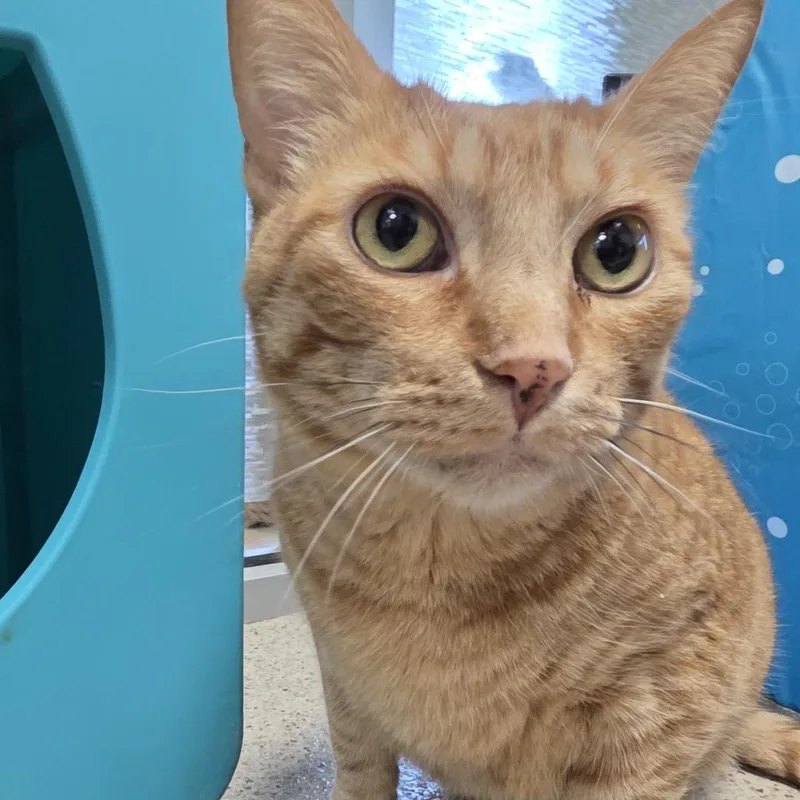 An adult large-sized male Domestic Short Hair cat named Luca for adoption in Oshkosh, WI