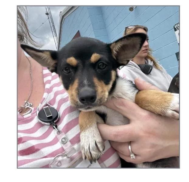 A baby small-sized male Corgi dog named Squirt for adoption in Winter, WI