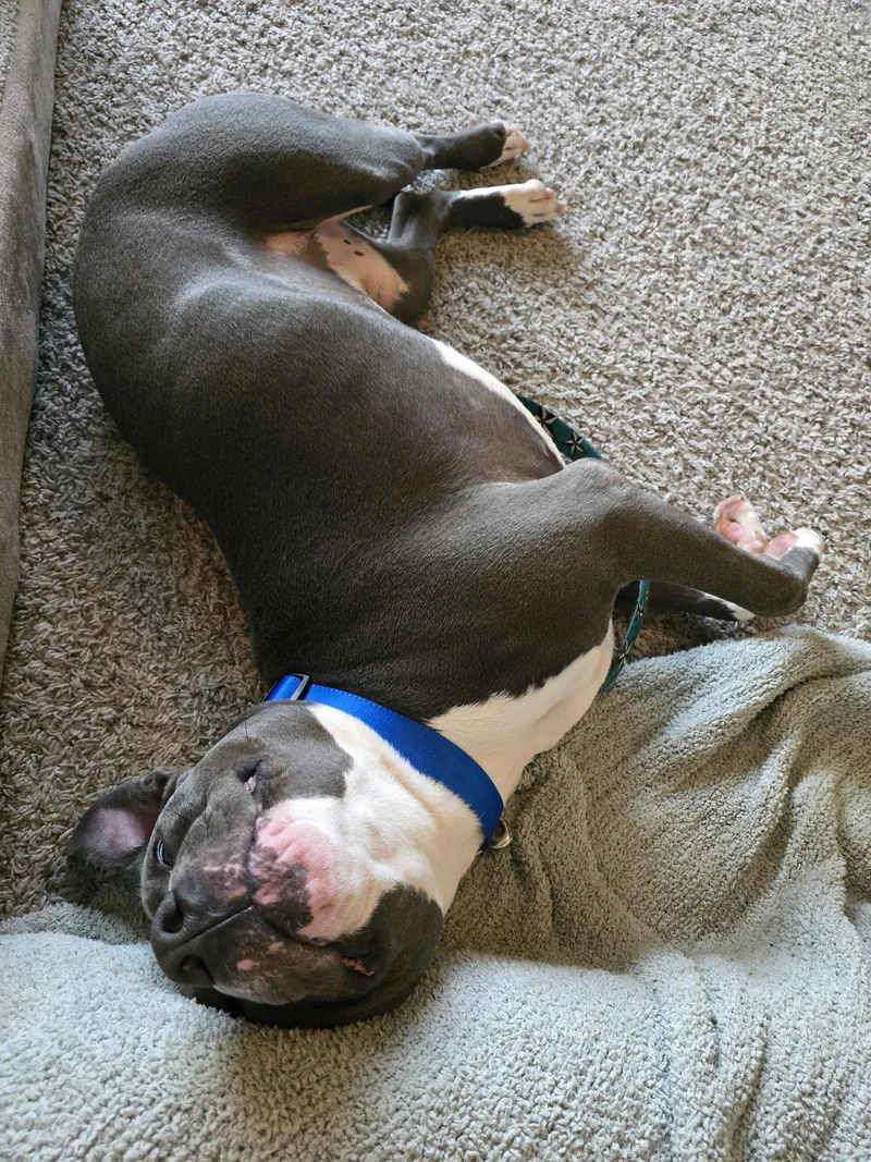 An adult medium-sized male Terrier dog named Blue Moon for adoption in St. Louis, MO