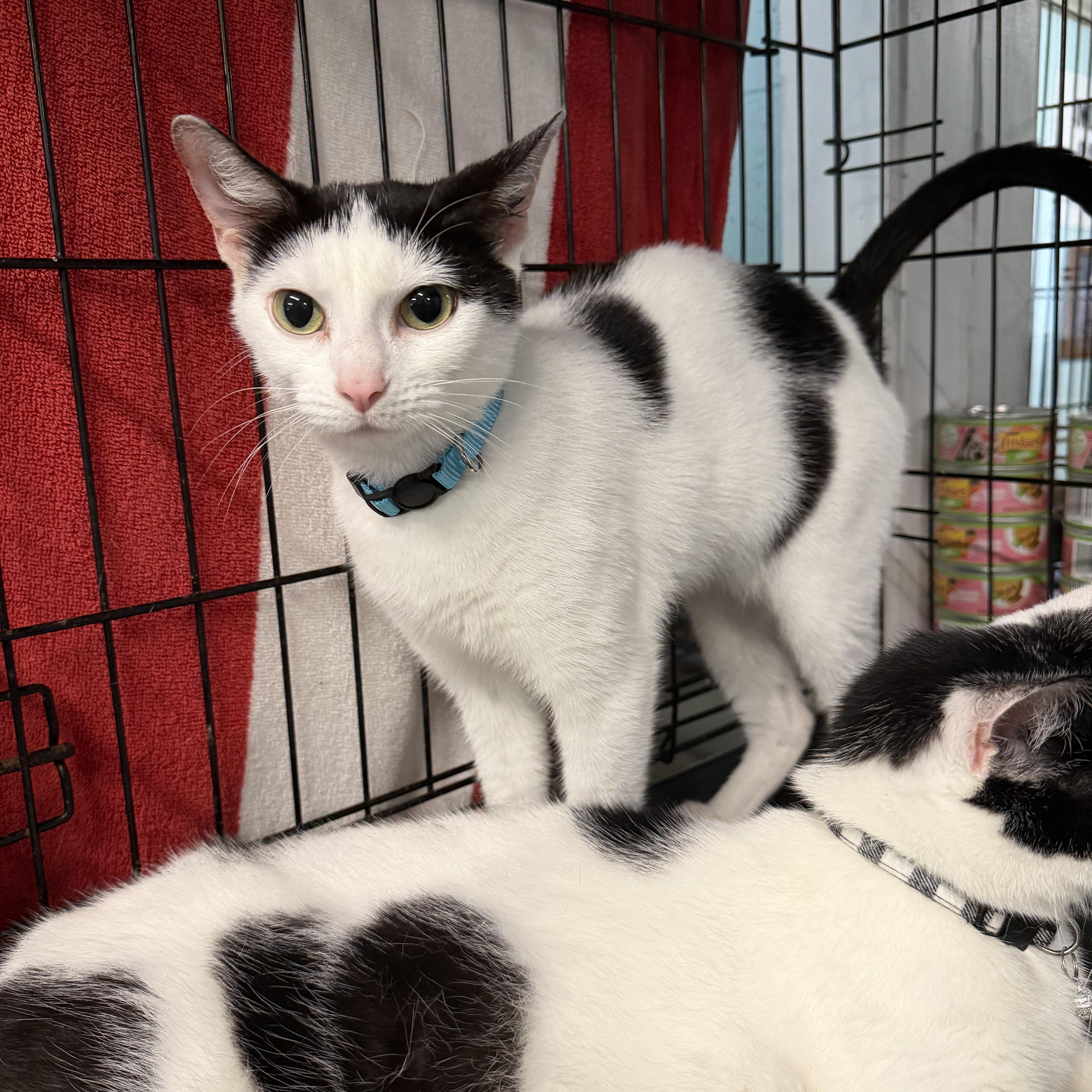 An adult medium-sized female Domestic Short Hair cat named Abby for adoption in Warren, OH
