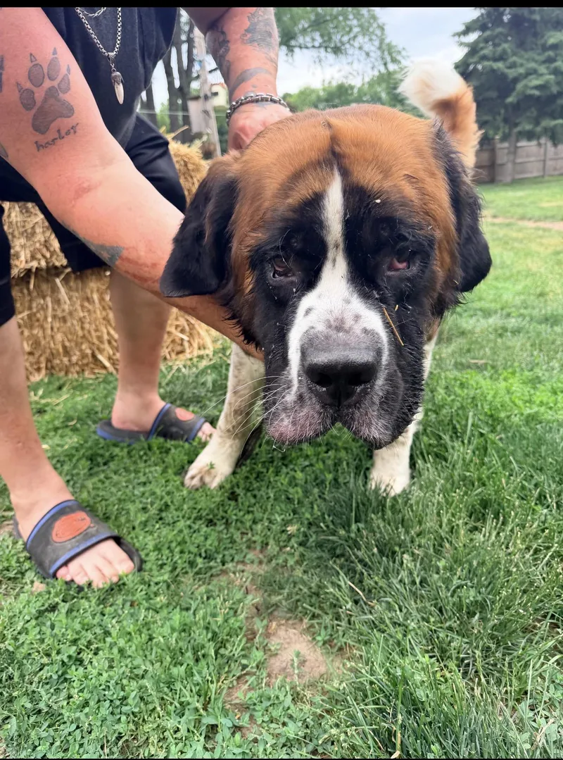 An adult extra large-sized male Saint Bernard dog named Bruno for adoption in Oswego, IL