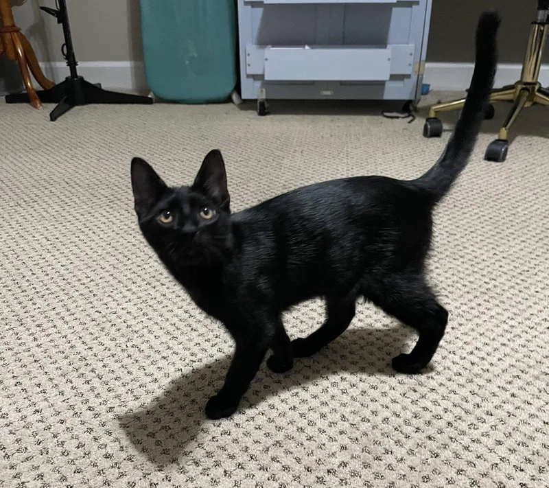 A baby medium-sized male Black Domestic Short Hair cat named Rocky for adoption in Nashville, TN