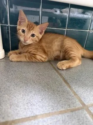 A baby small-sized male Domestic Short Hair cat named Solecito for adoption in Honolulu, HI