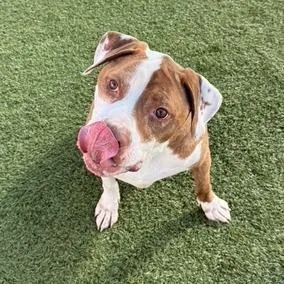 An adult large-sized male Pit Bull Terrier dog named Harley for adoption in Idaho Falls, ID
