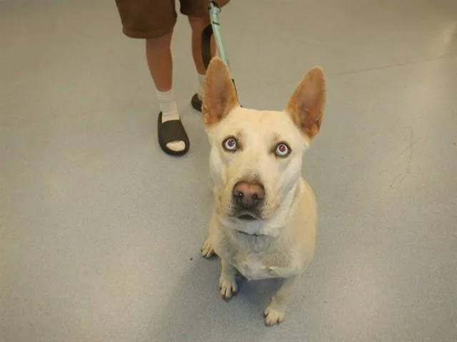 An adult large-sized female Labrador Retriever dog named Sierra for adoption in San Jose, CA