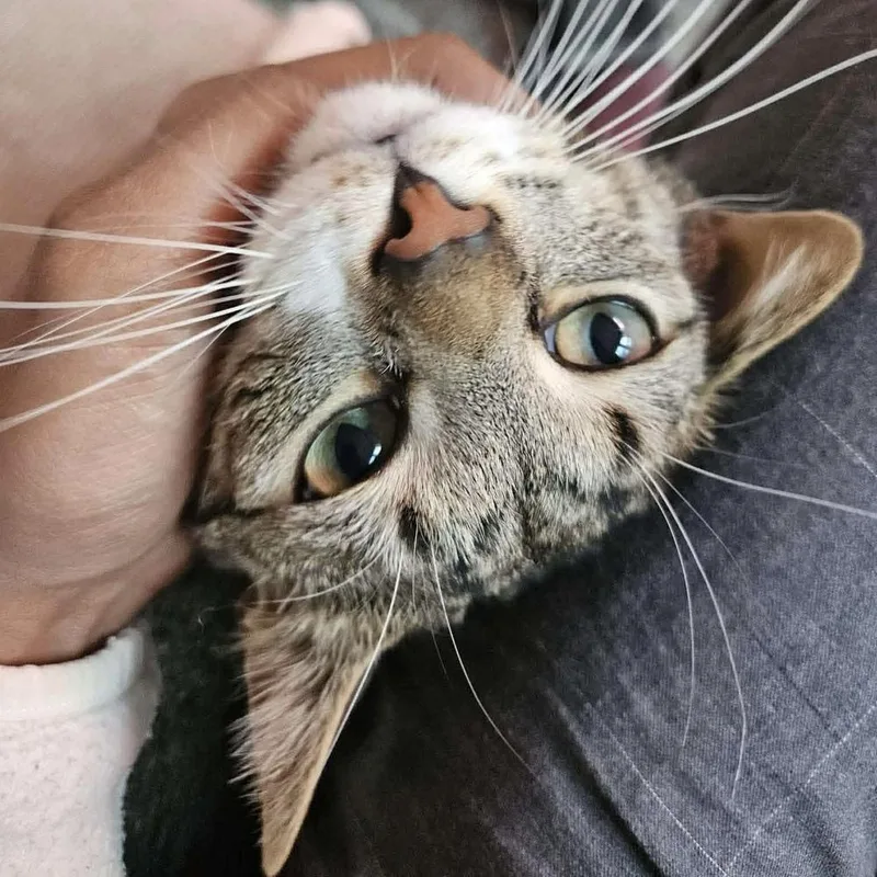 Rainbow Dash thumbnail 3