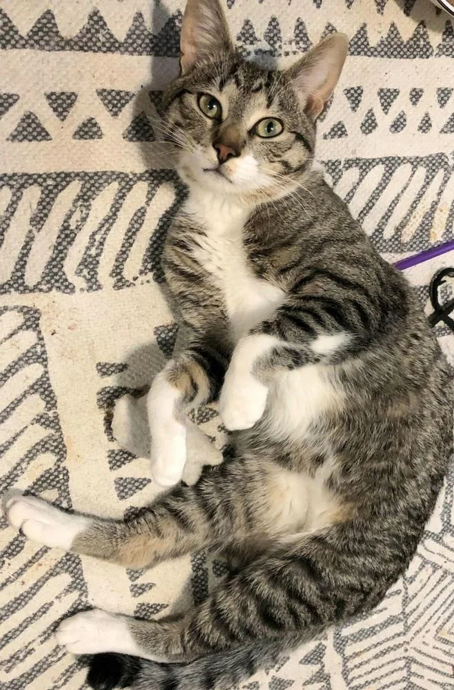 Rainbow Dash thumbnail 4