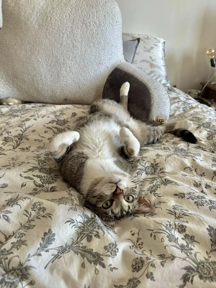 Rainbow Dash thumbnail 5