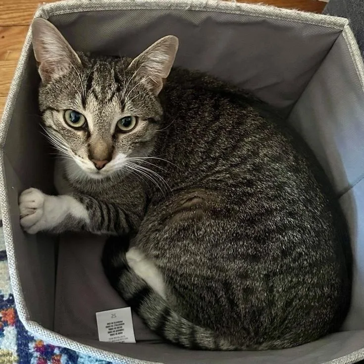 Rainbow Dash thumbnail 6