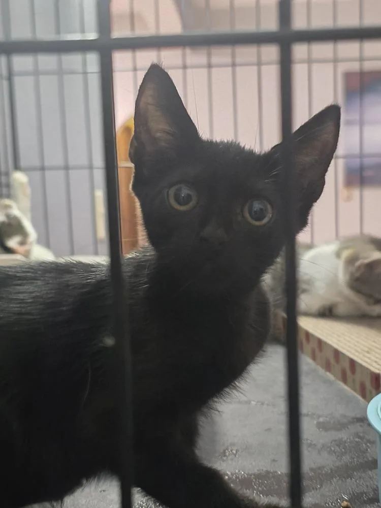 A young small-sized female Black Domestic Short Hair cat named Hollis for adoption in Naranjito, PR