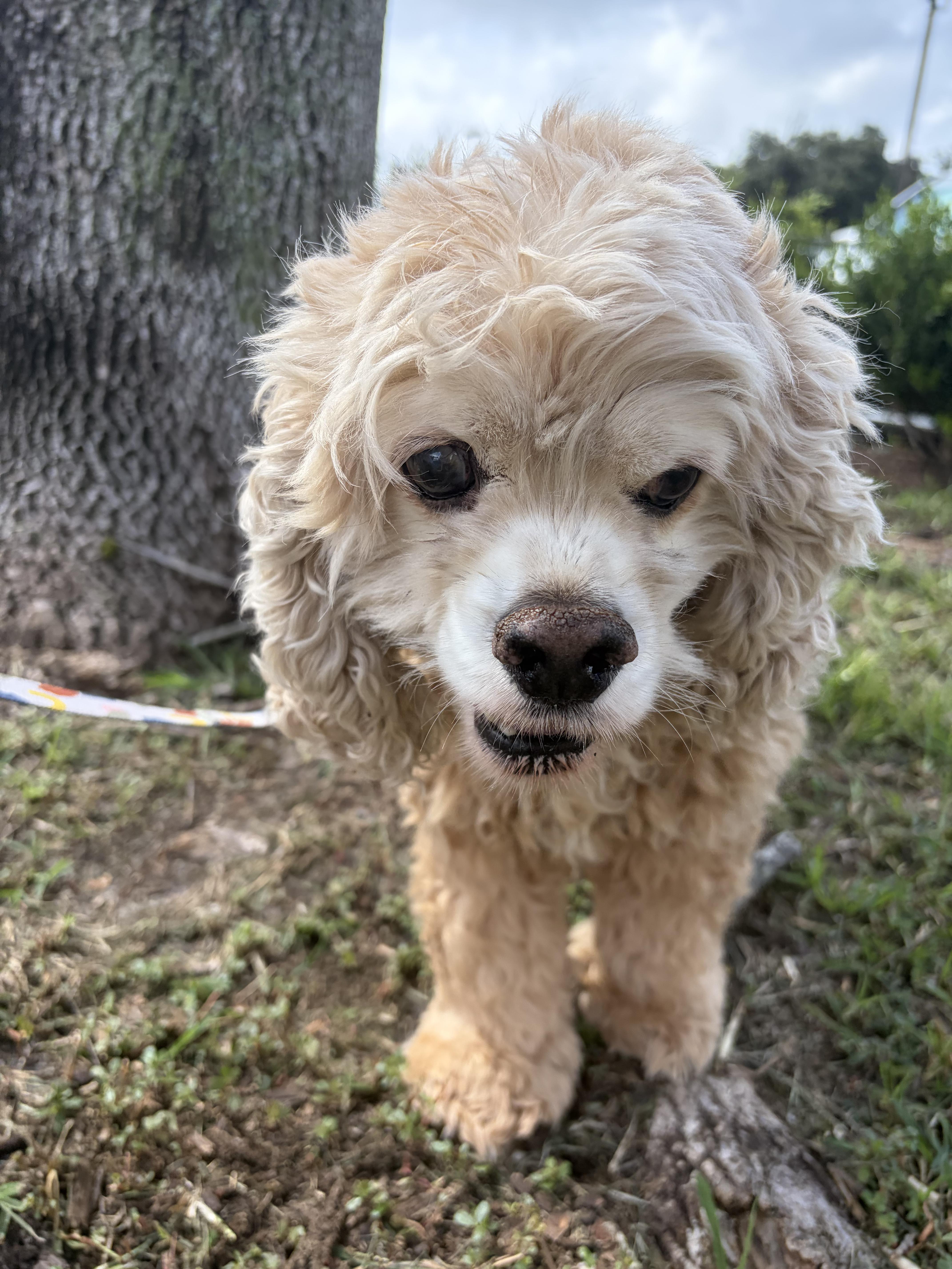 A senior medium-sized male Apricot / Beige Cocker Spaniel dog named Baxter for adoption in Savannah, GA