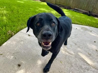 An adult large-sized male Black Labrador Retriever dog named Coffee for adoption in Liverpool, TX