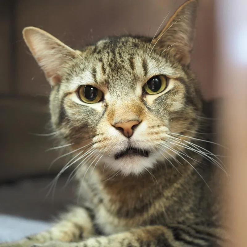 A senior large-sized male Brown / Chocolate Domestic Short Hair cat named Nelson for adoption in Austin, TX