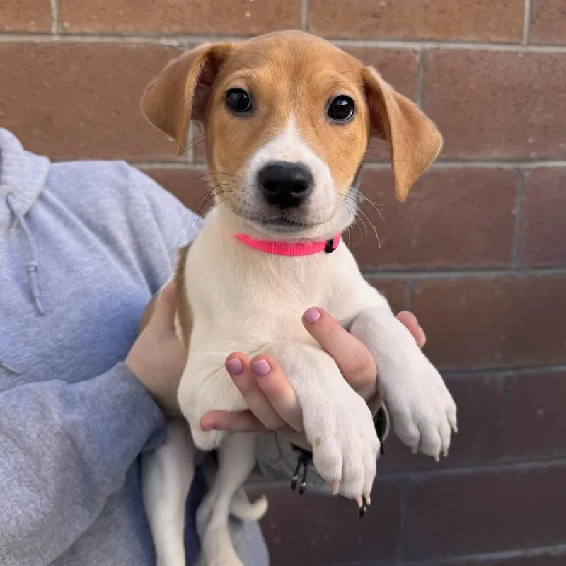 A baby medium-sized female Mixed Breed dog named Hash for adoption in Henderson, NV