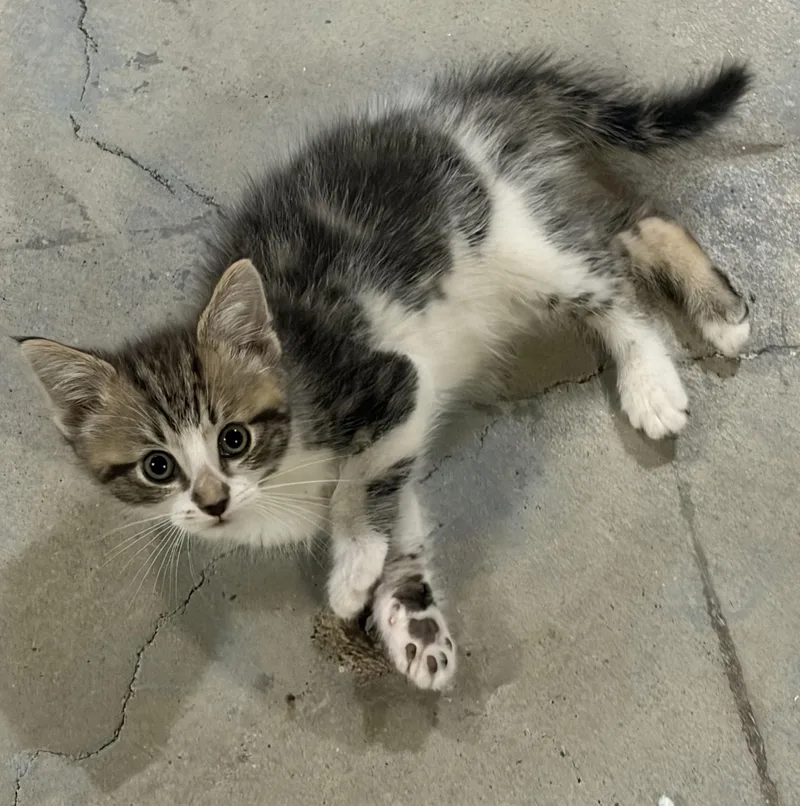 A baby medium-sized male Tabby (Buff / Tan / Fawn) Domestic Short Hair cat named Winnie for adoption in brant, MI