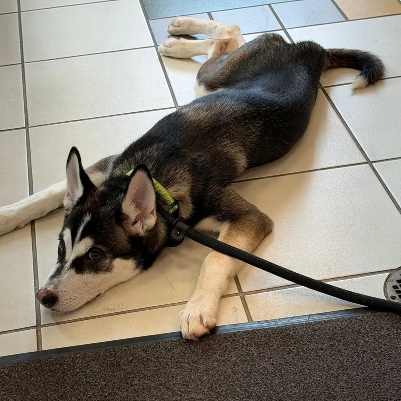 A baby small-sized female Black Husky dog named Snow Lilly for adoption in Silver Spring, MD