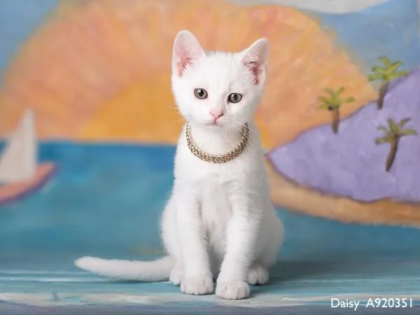 A baby small-sized female Domestic Short Hair cat named Daisy for adoption in Sacramento, CA