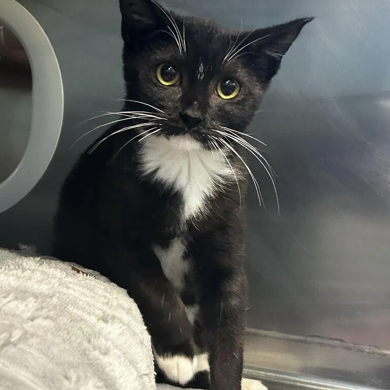A baby small-sized male Brown / Chocolate Domestic Short Hair cat named Miles for adoption in Spruce Pine, NC