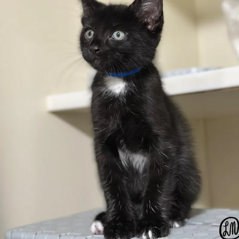 A baby medium-sized male Black Domestic Short Hair cat named Jet for adoption in Victor, NY