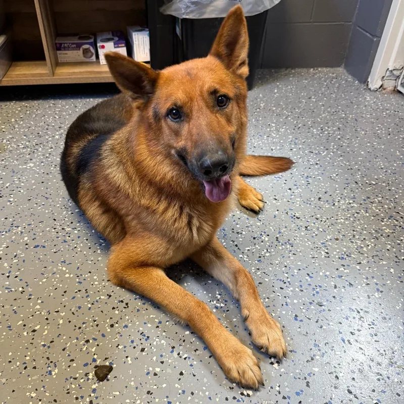 An adult medium-sized male Brown / Chocolate German Shepherd Dog dog named Heat for adoption in Tuscaloosa, AL