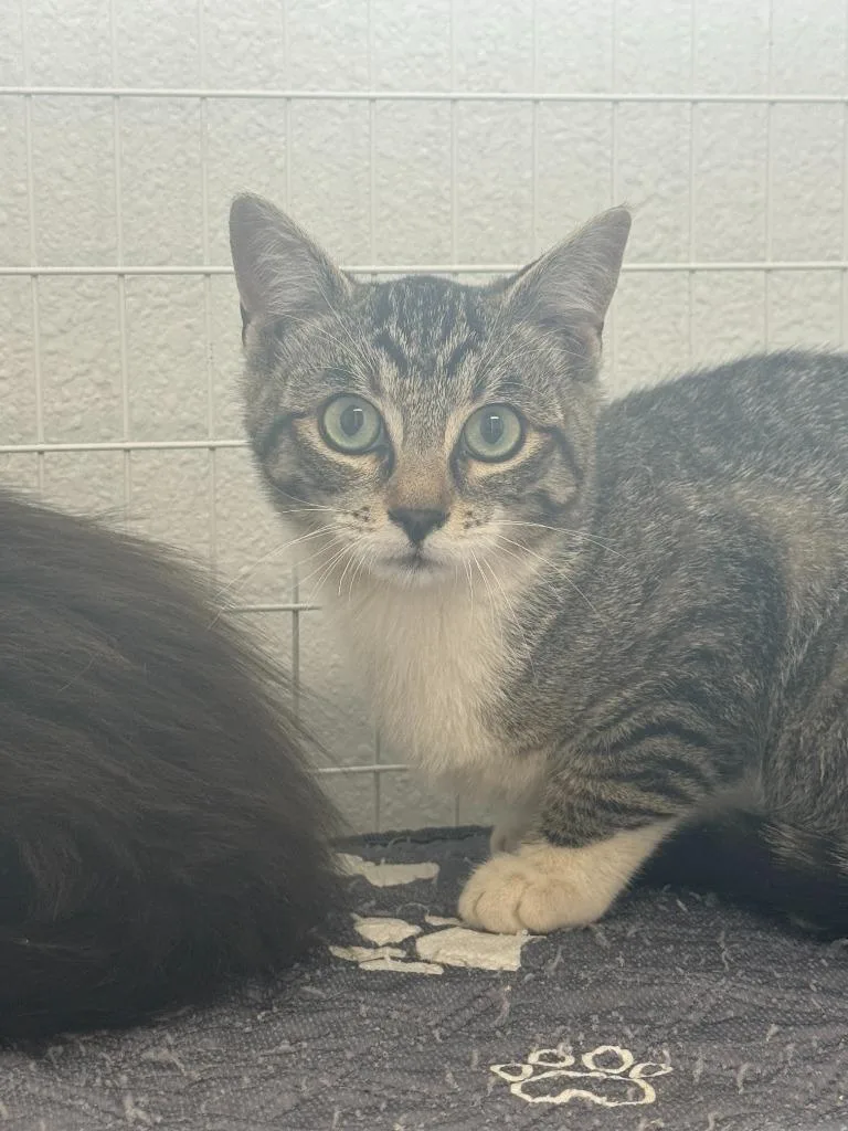 A baby small-sized female Domestic Short Hair cat named Socks for adoption in Brookings, OR