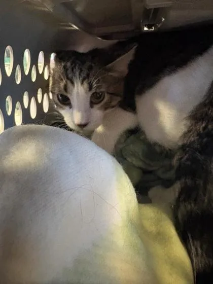 An adult small-sized female White Domestic Short Hair cat named 61425580 for adoption in El Paso, TX