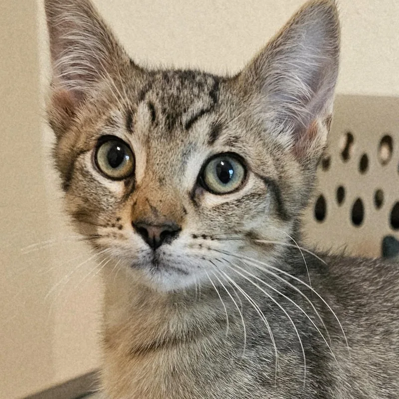A baby medium-sized male Tabby (Leopard / Spotted) Tabby cat named Martin Lots Of for adoption in Hoquiam, WA