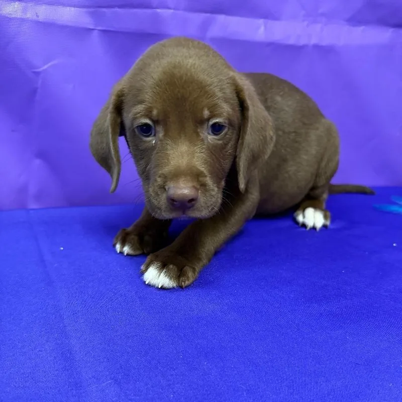 A baby medium-sized male Brown / Chocolate Labrador Retriever dog named Bonbon for adoption in North Myrtle Beach, SC