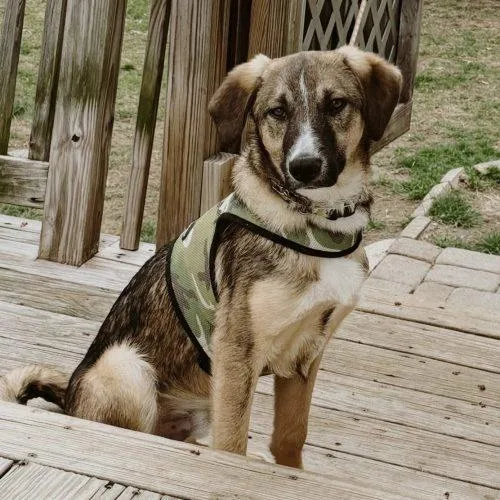 A young medium-sized male Bicolor Mixed Breed dog named Robbie for adoption in Verona, NJ
