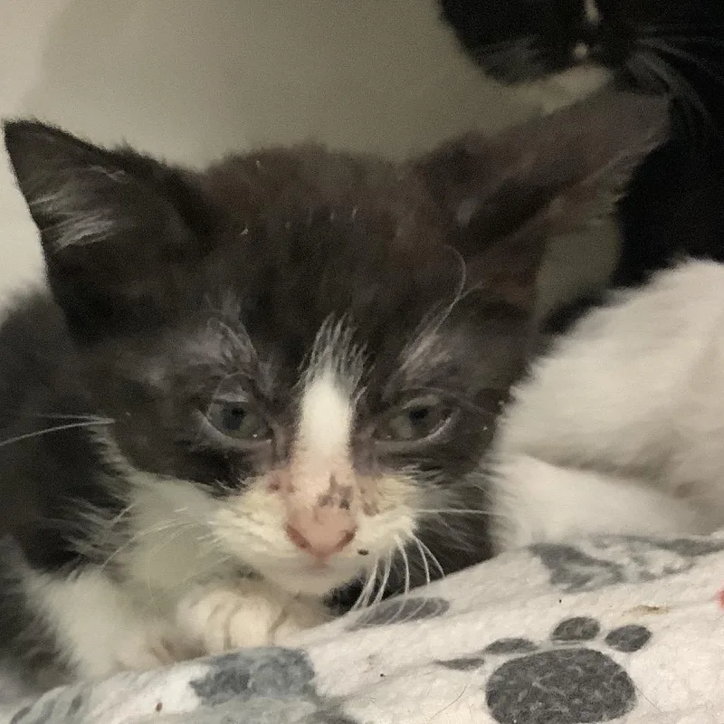 A baby small-sized male Black Domestic Short Hair cat named Roo for adoption in Redwood City, CA