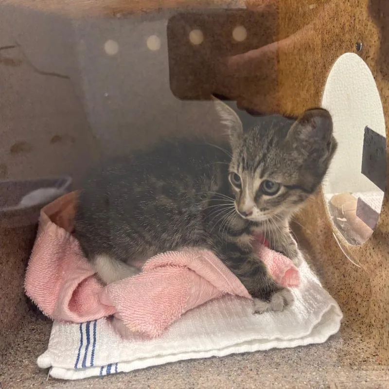 A baby small-sized male Brown / Chocolate Domestic Short Hair cat named Csasstray for adoption in Springtown, TX
