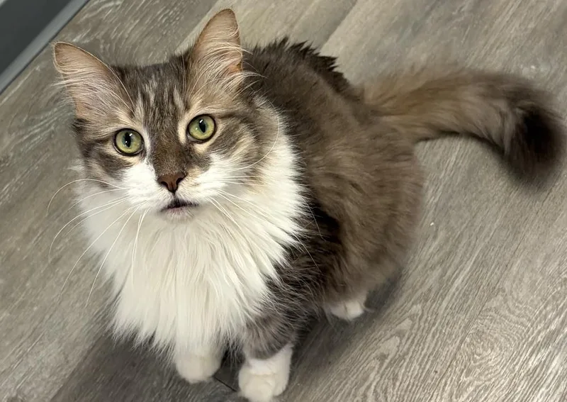 An adult large-sized male Domestic Long Hair cat named W Carl for adoption in Southbury, CT