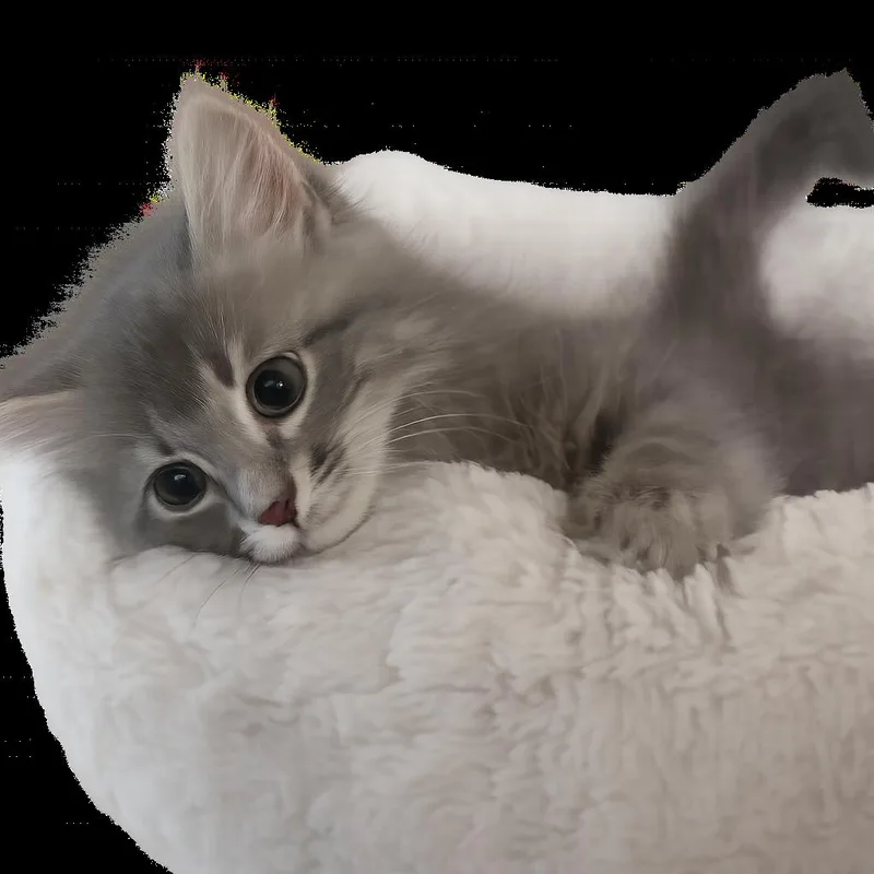 A baby small-sized male Gray / Blue / Silver Domestic Long Hair cat named Earl for adoption in Bel Air, MD