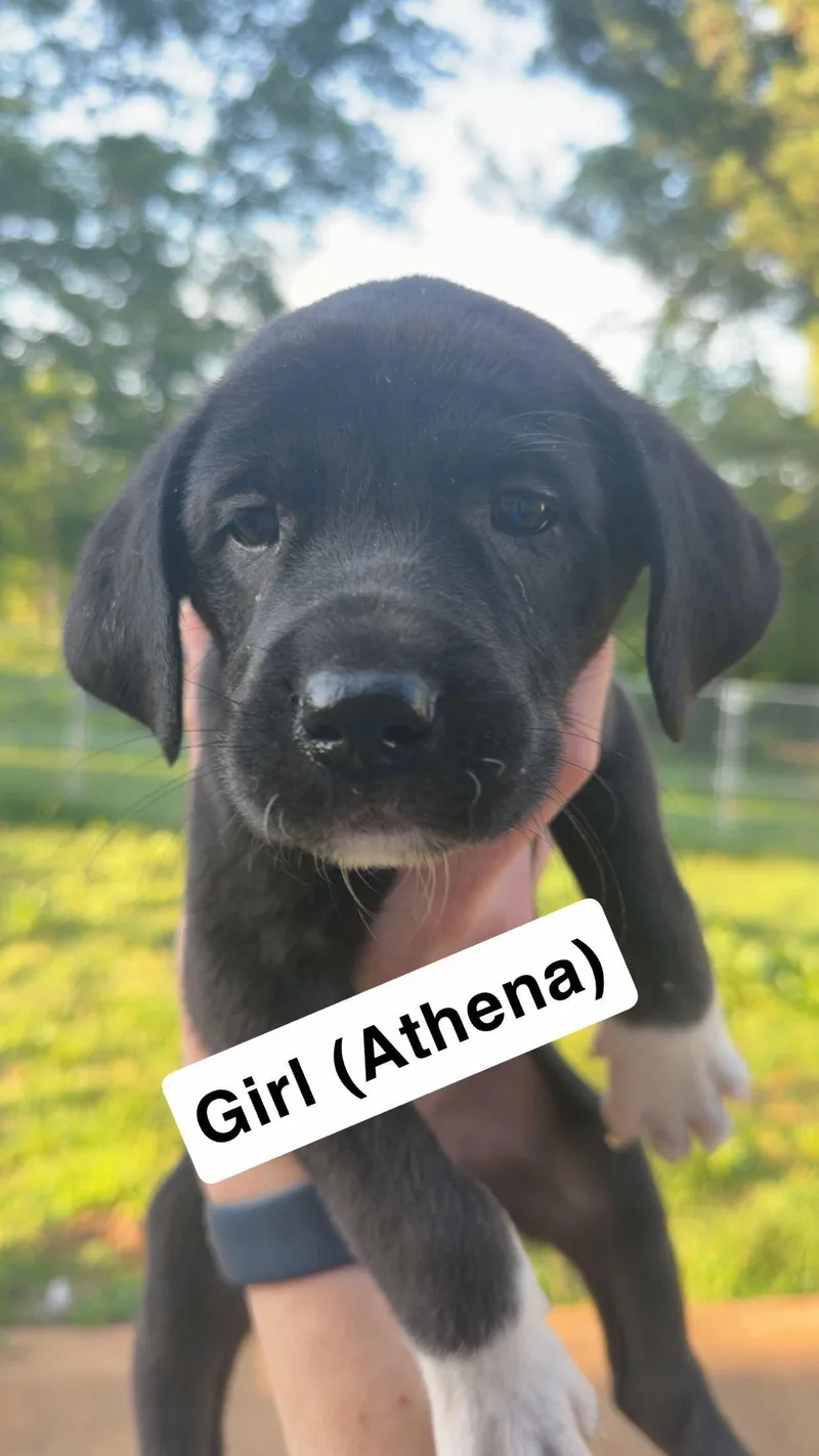 A baby extra large-sized female Great Dane dog named Athena for adoption in Chambersburg, PA